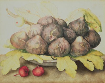 Figs by Giovanna Garzoni